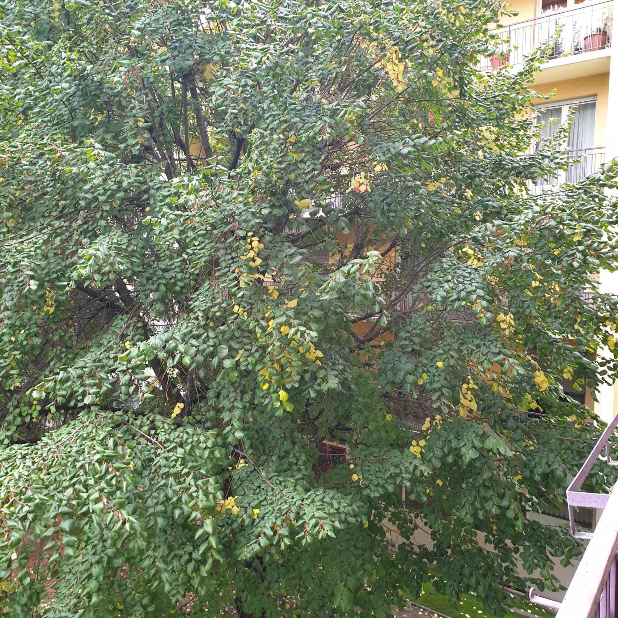 Cote Parc Apartman Schiltigheim Kültér fotó
